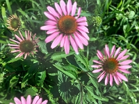 74183 - Flowers in Clayt French Park   Each New Day A Miracle  [  Understanding the Bible   |   Poetry   |   Story  ]- by Pete Rhebergen